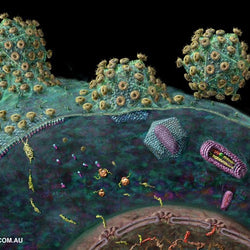 Lentivirus (Register and log in to see discounts)
