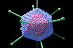 Adenovirus (Register and log in to see discounts)