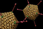 Helper Dependent Adenovirus (Register and log in to see discounts)